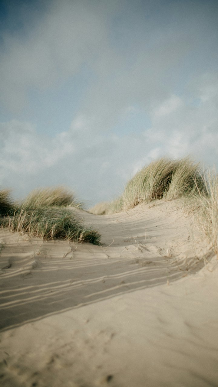 Oyats couchés par le vent sur la dune